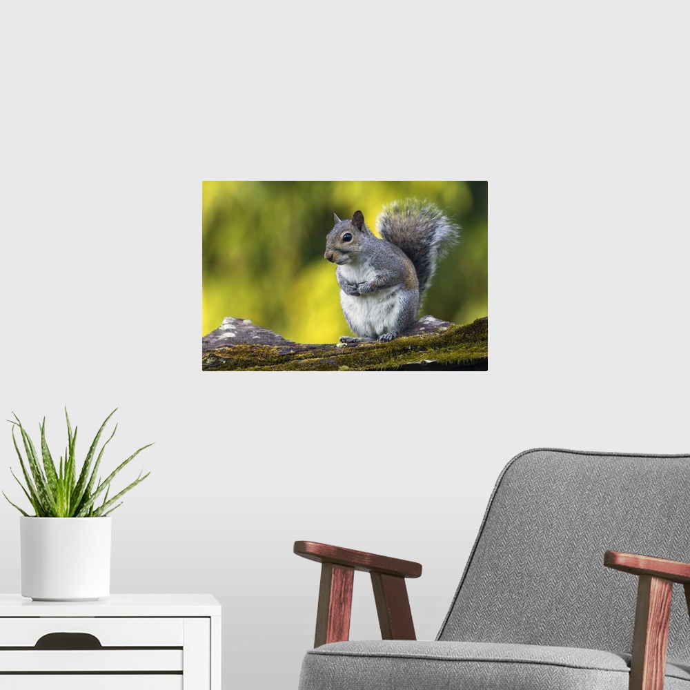 A modern room featuring Eastern gray squirrel (Sciurus caroliniensis) on mossy log, selective focus profile, North Carolina