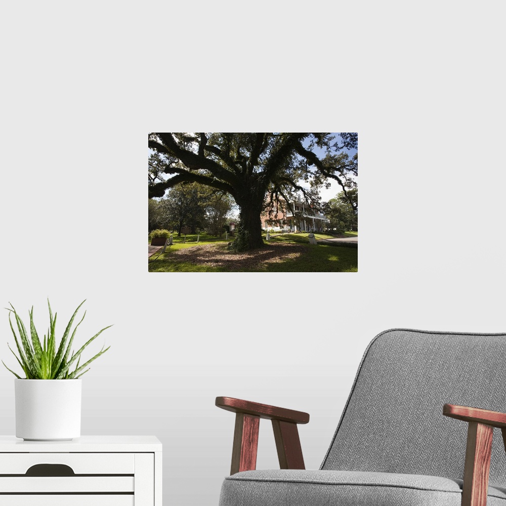 A modern room featuring Evangeline oak tree in a garden, St. Martinville, St. Martin Parish, Louisiana