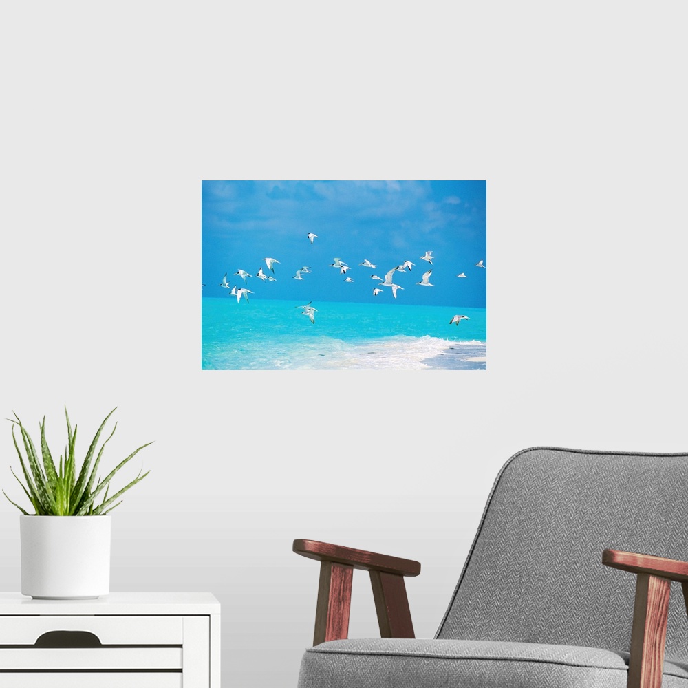 A modern room featuring Flock of birds flying over ocean