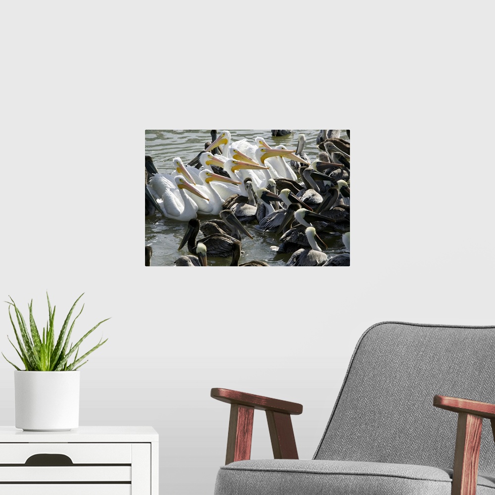 A modern room featuring Flock of Pelicans in water, Galveston, Texas