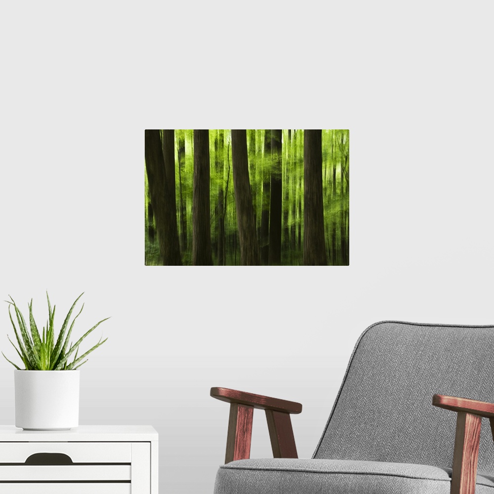 A modern room featuring This fine art photograph is an out of focus landscape of tree trunks and new foliage.