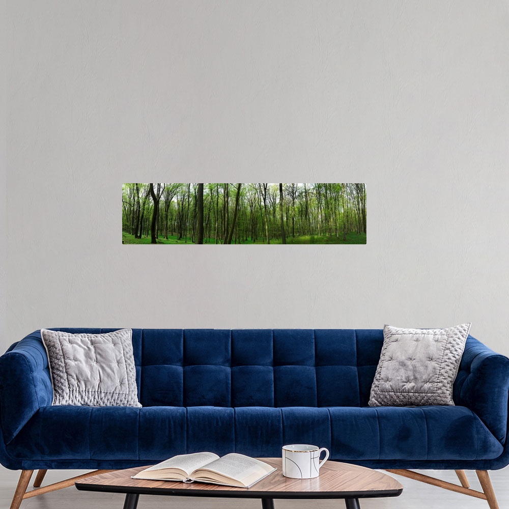 A modern room featuring Forest, Vlad Tepes, Sighisoara, Mures County, Romania