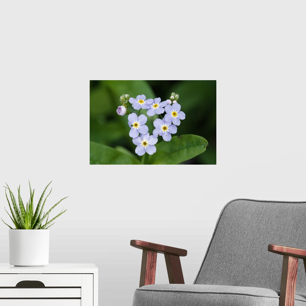 A modern room featuring Forget-me-not flowers (Myosotis scorpioides) blooming, selective focus, New York