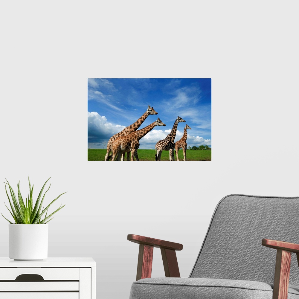 A modern room featuring Giraffes in the Wildlife Park, County Cork, Ireland