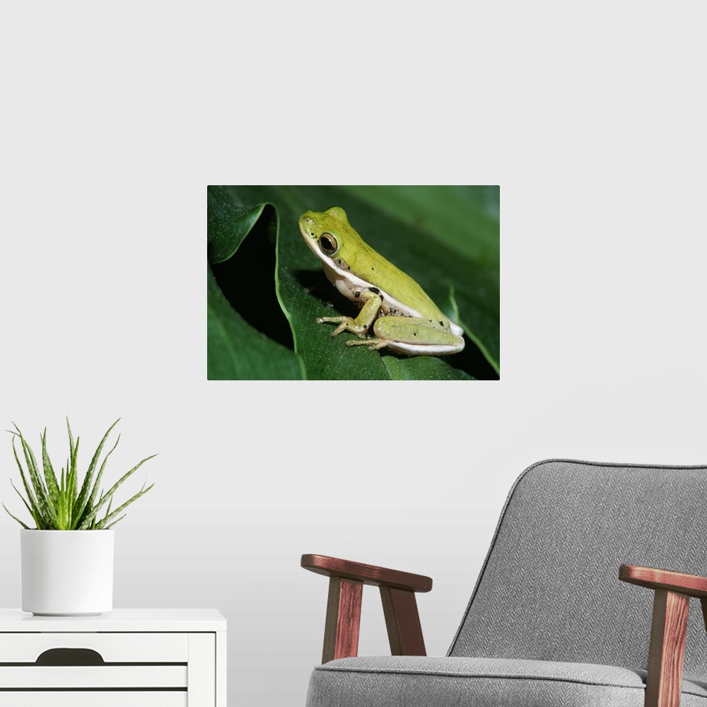 A modern room featuring Green Tree Frog On Leaf