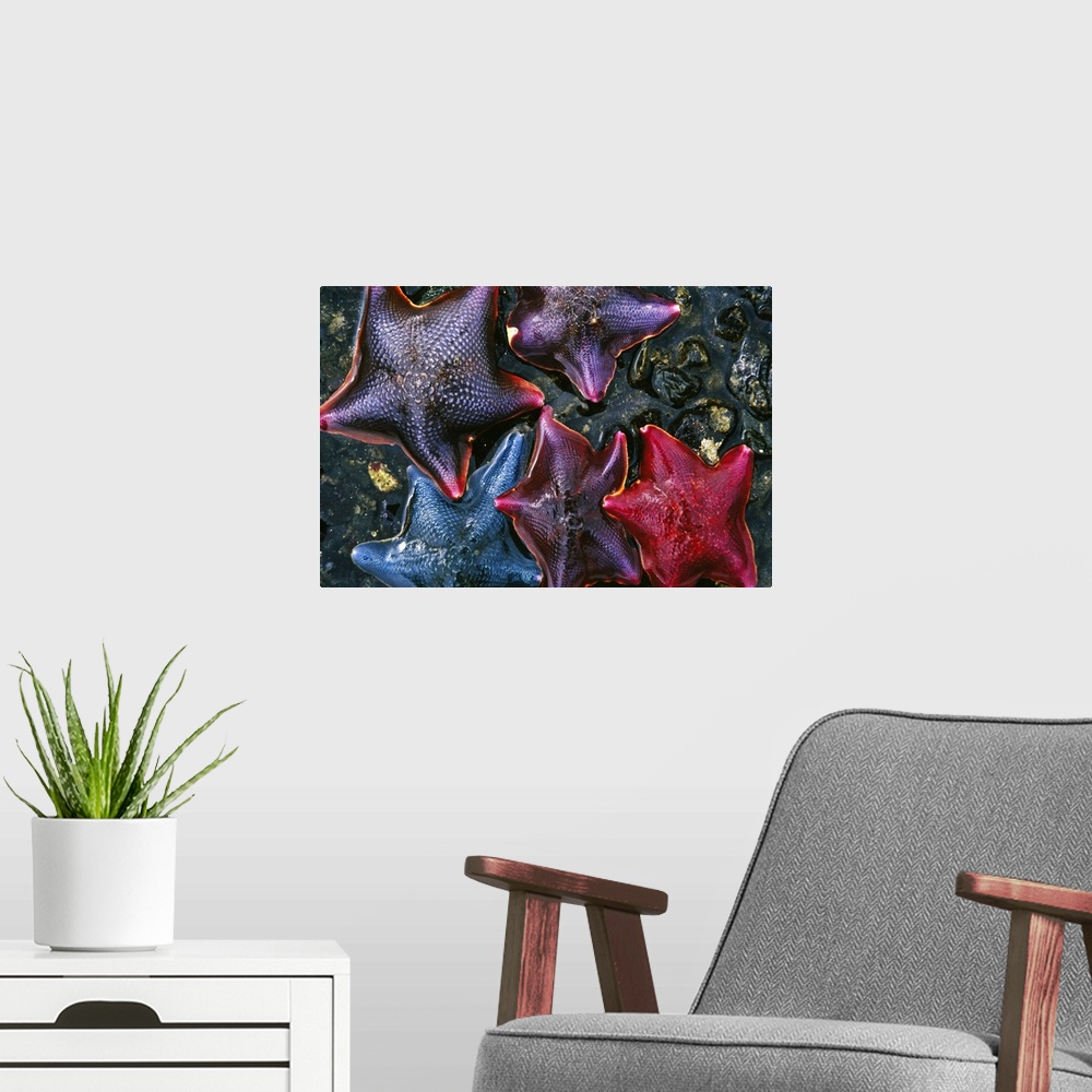 A modern room featuring Group Of Starfish