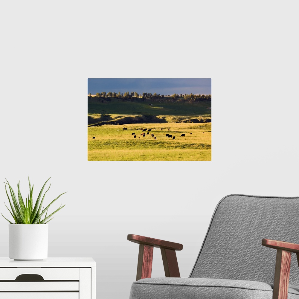 A modern room featuring Herd of cattle grazing in grassy meadow, Missouri Breaks, Montana