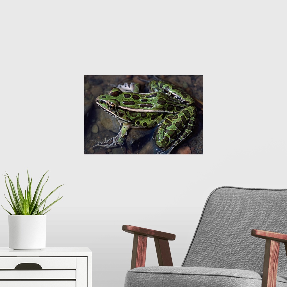 A modern room featuring High angle view of northern leopard frog (Rana pipiens) in shallow water, New York