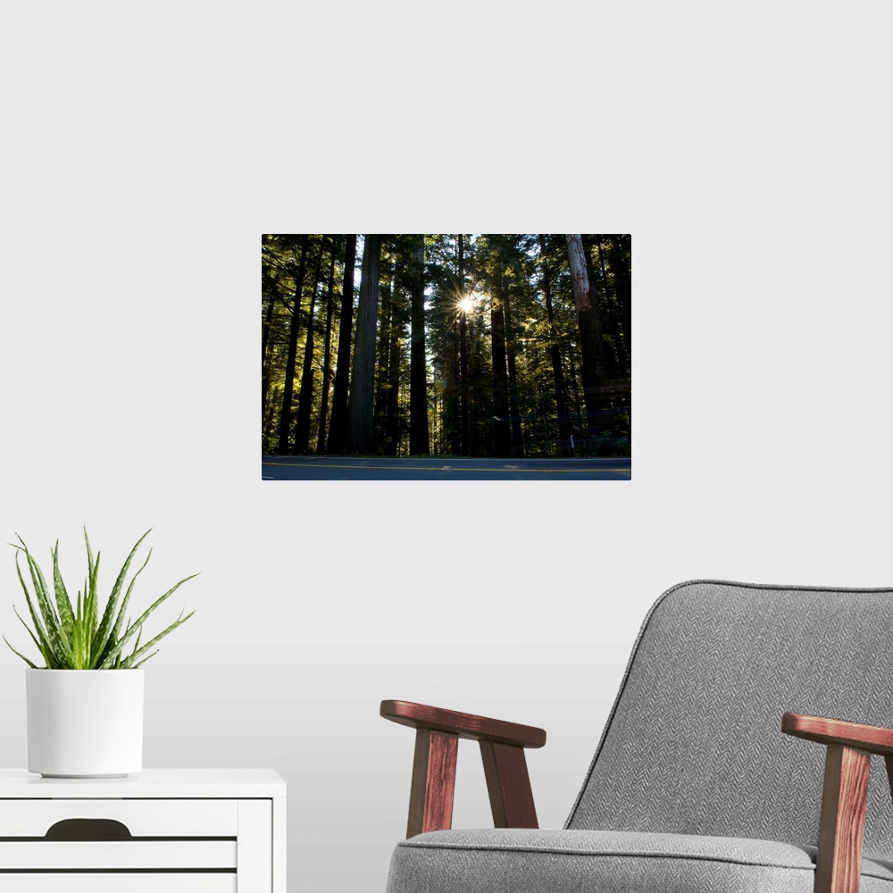 A modern room featuring Highway passing through a redwood forest, US Route 101, Del Norte Coast Redwoods State Park, Del ...