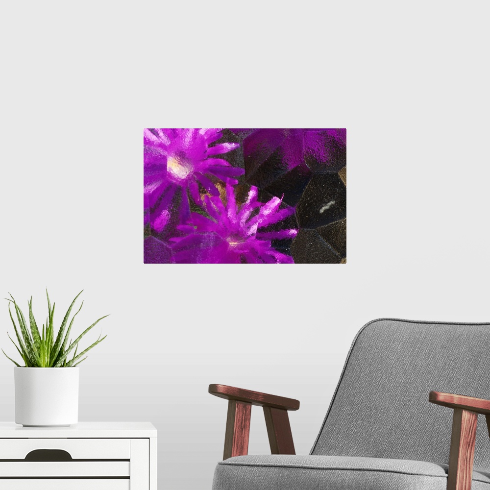 A modern room featuring Ice Plant Blossoms