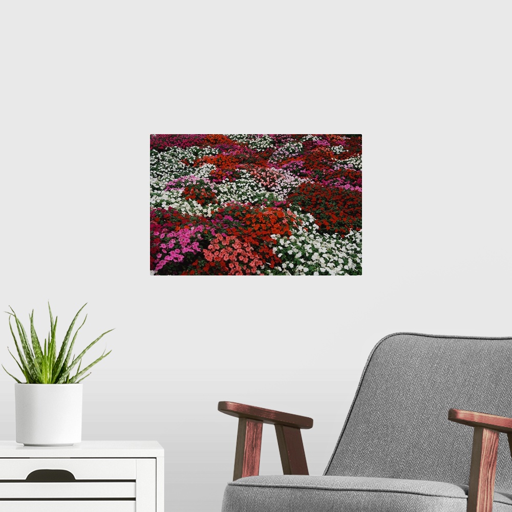 A modern room featuring Impatiens