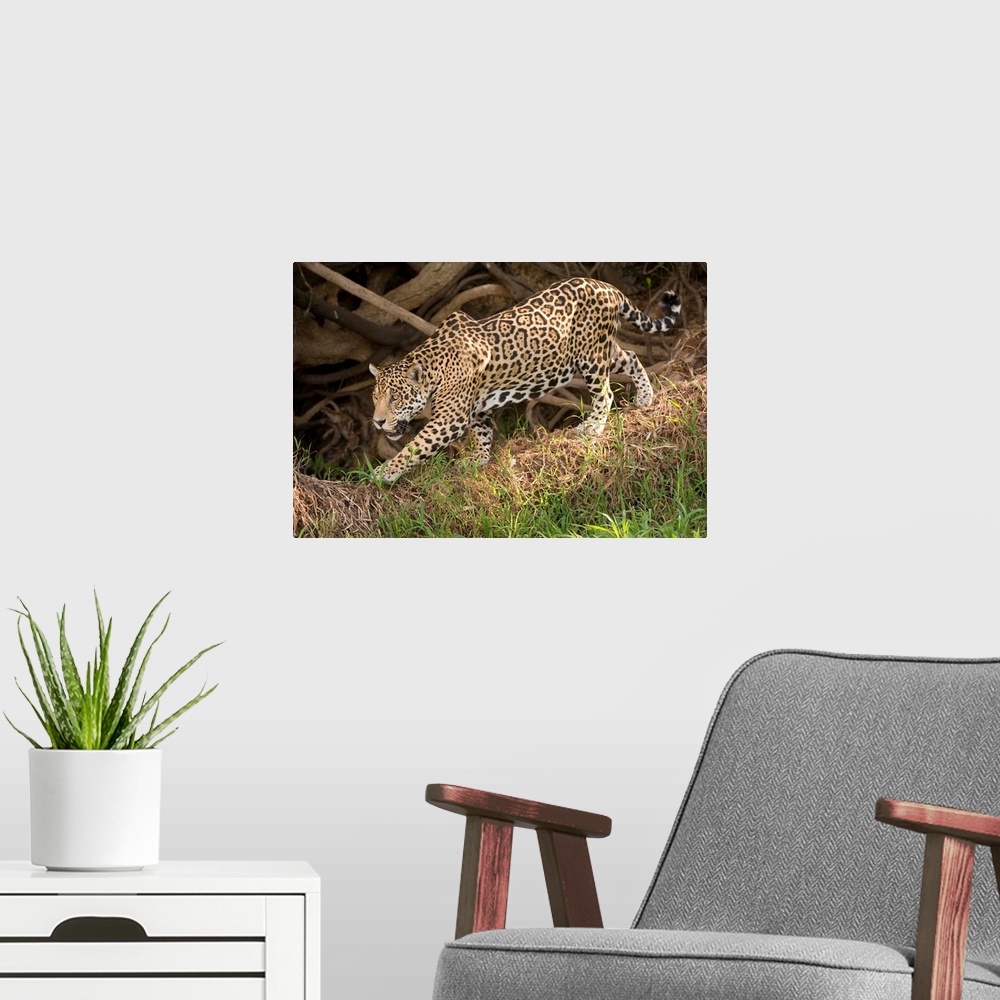 A modern room featuring Jaguar Panthera onca foraging in a forest Three Brothers River Meeting of the Waters State Park P...