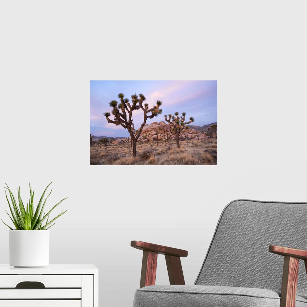 A modern room featuring Joshua Trees