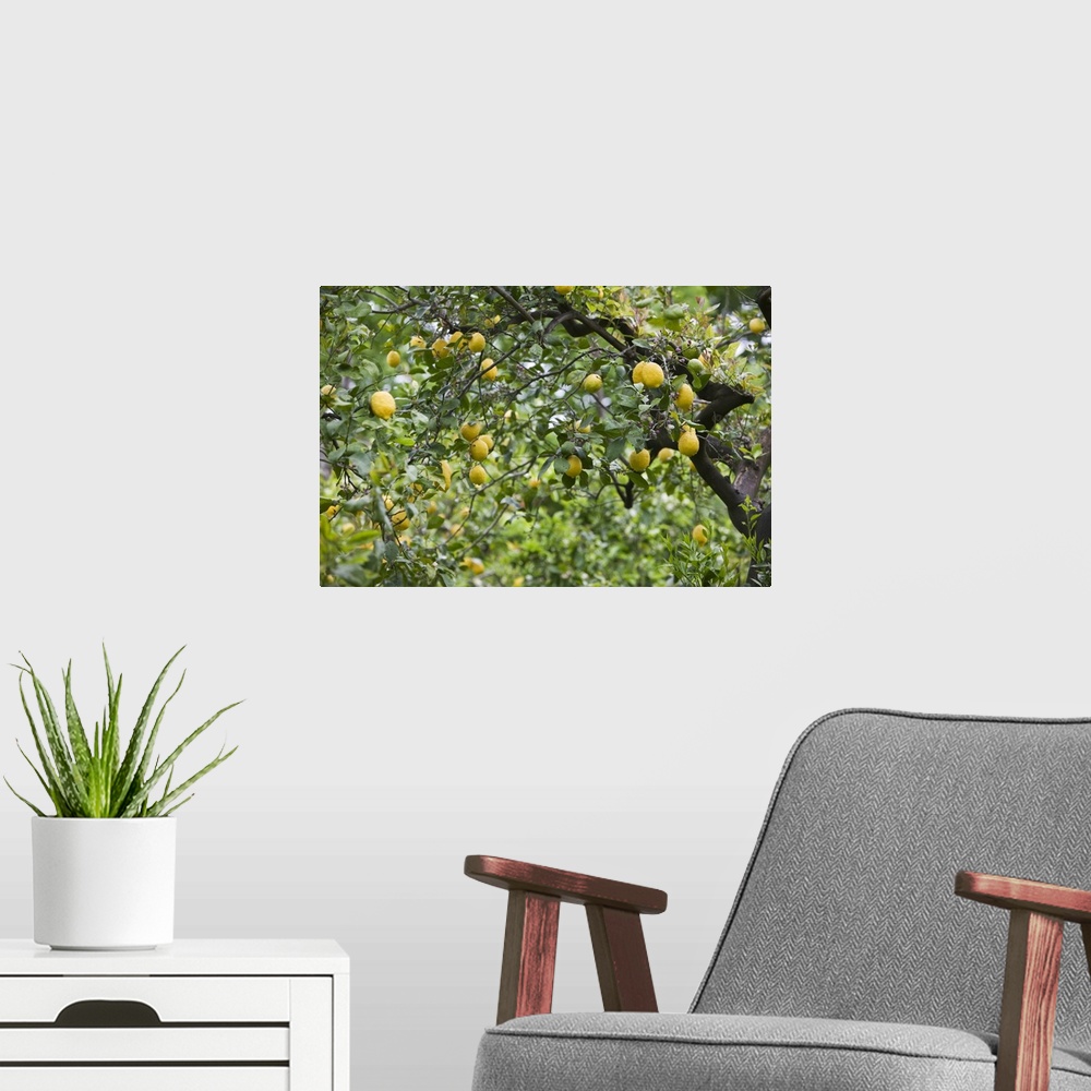 A modern room featuring Lemons growing on a tree, Sorrento, Naples, Campania, Italy