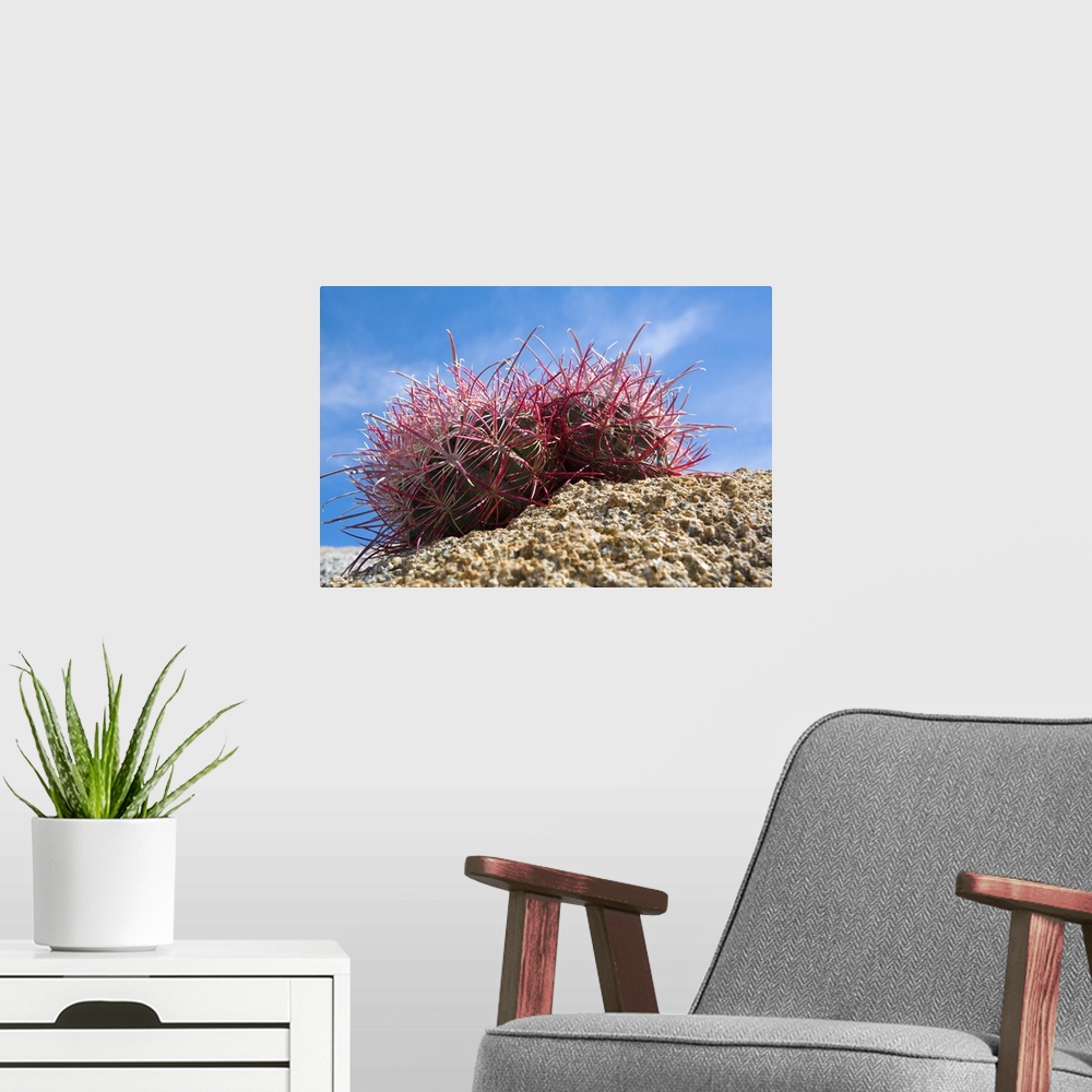 A modern room featuring Low-Angle View Of Barrel Cactus On Rocky Ground