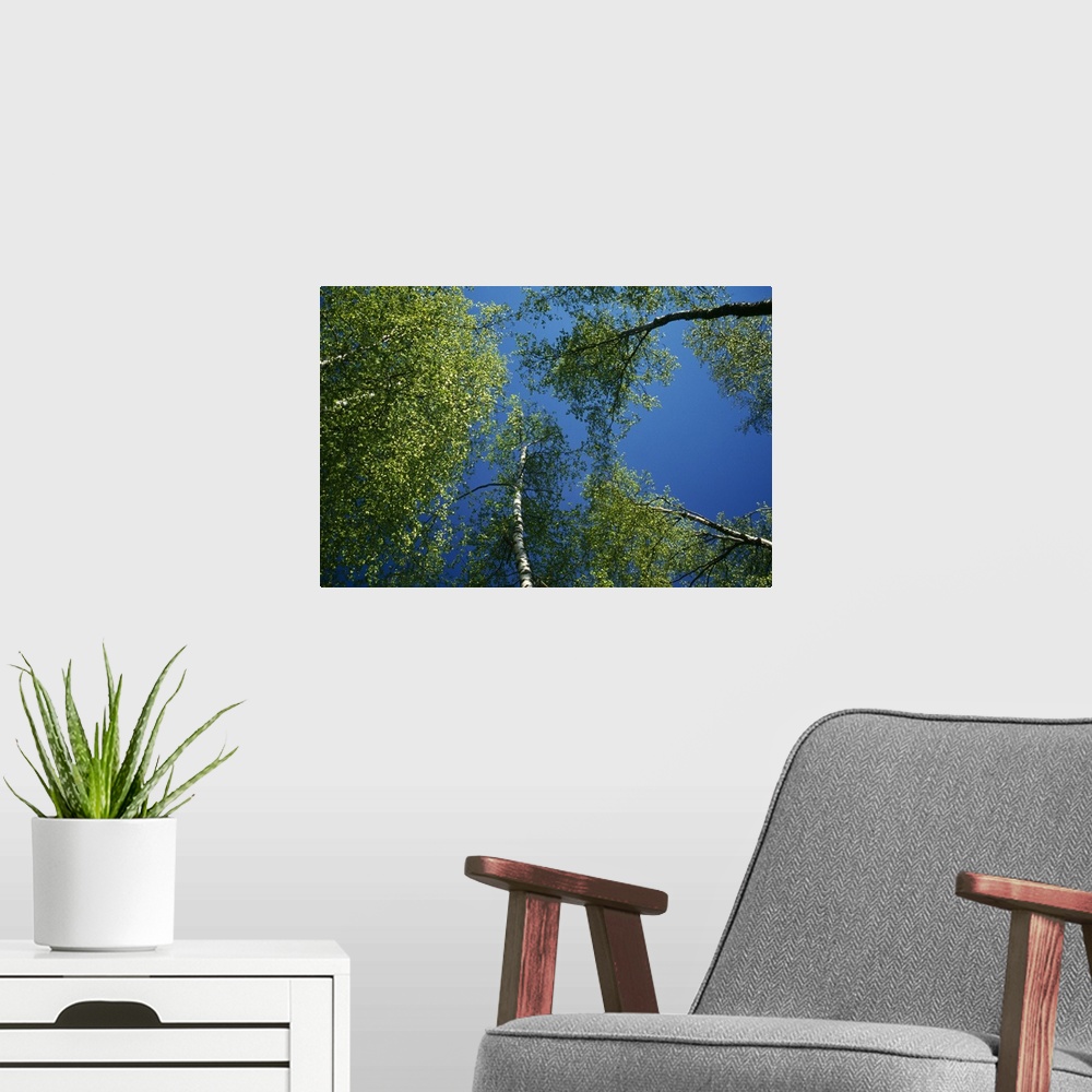 A modern room featuring Low-angle view of birch tree canopy, blue sky, spring.
