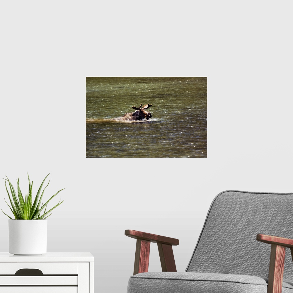 A modern room featuring Moose swimming in river, Glacier National Park, Montana