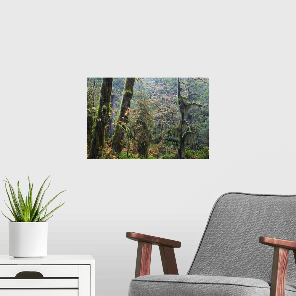 A modern room featuring Moss draping trees in old-growth forest, Hoh Rain Forest, Olympic National Park, Washington