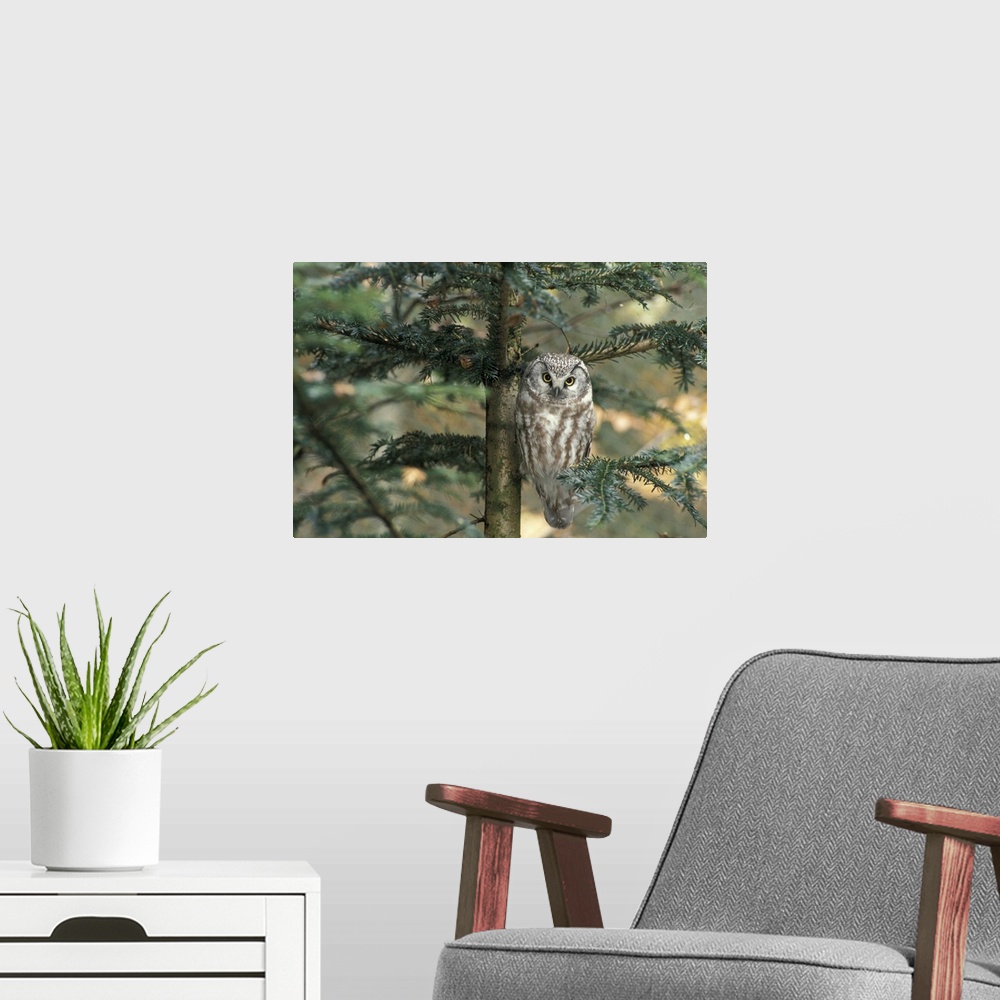 A modern room featuring Owl in Tree