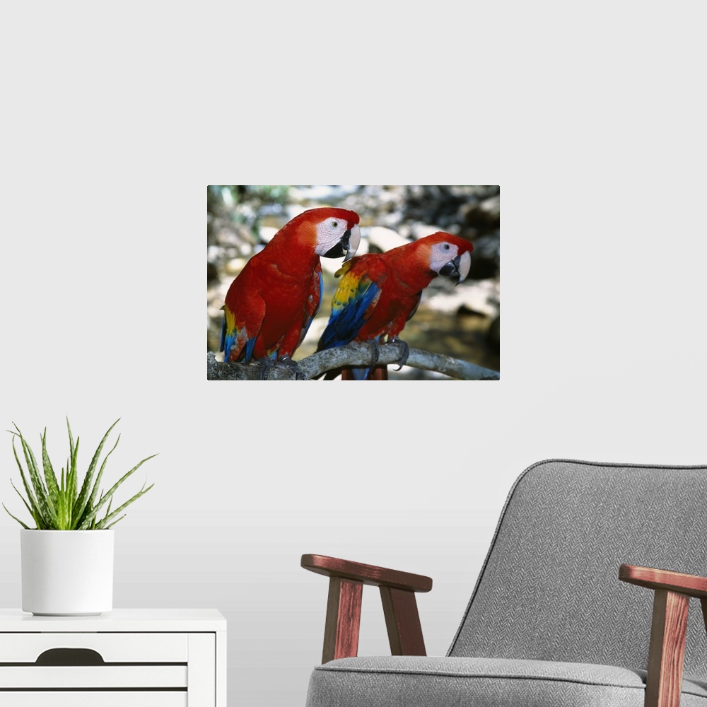 A modern room featuring Pair of scarlet macaws on branch, Honduras.