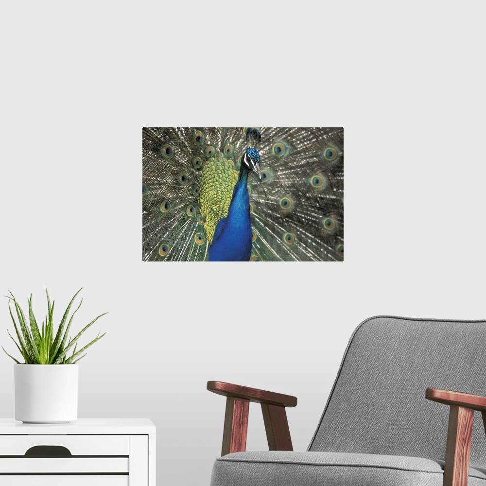 A modern room featuring Peacock