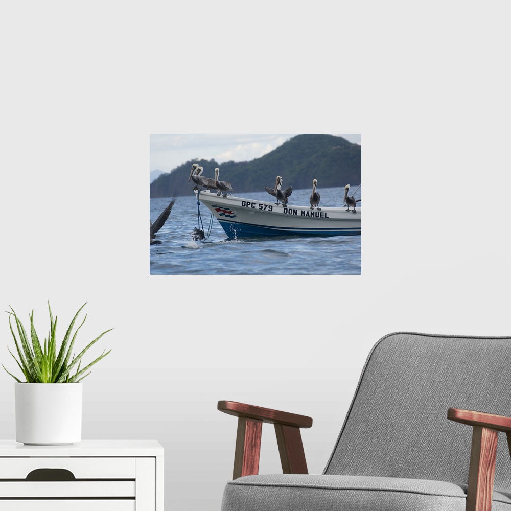 A modern room featuring Pelicans on a boat, Bahia Hermosa, Gulf Of Papagayo, Guanacaste, Costa Rica