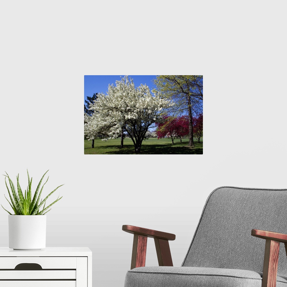 A modern room featuring Pin cherry tree (Prunus pennsylvanica) blooming, New York