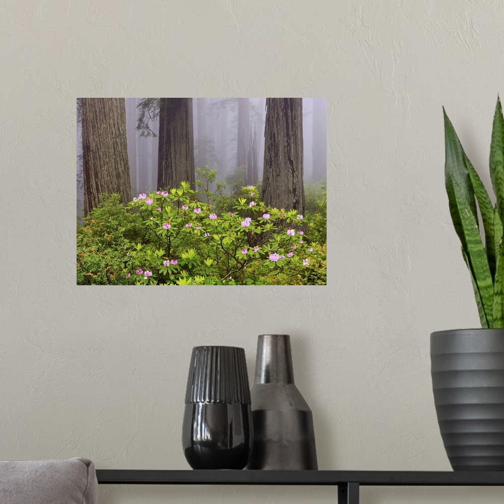 A modern room featuring Rhododendron flowers in a forest, Redwood National Park, California