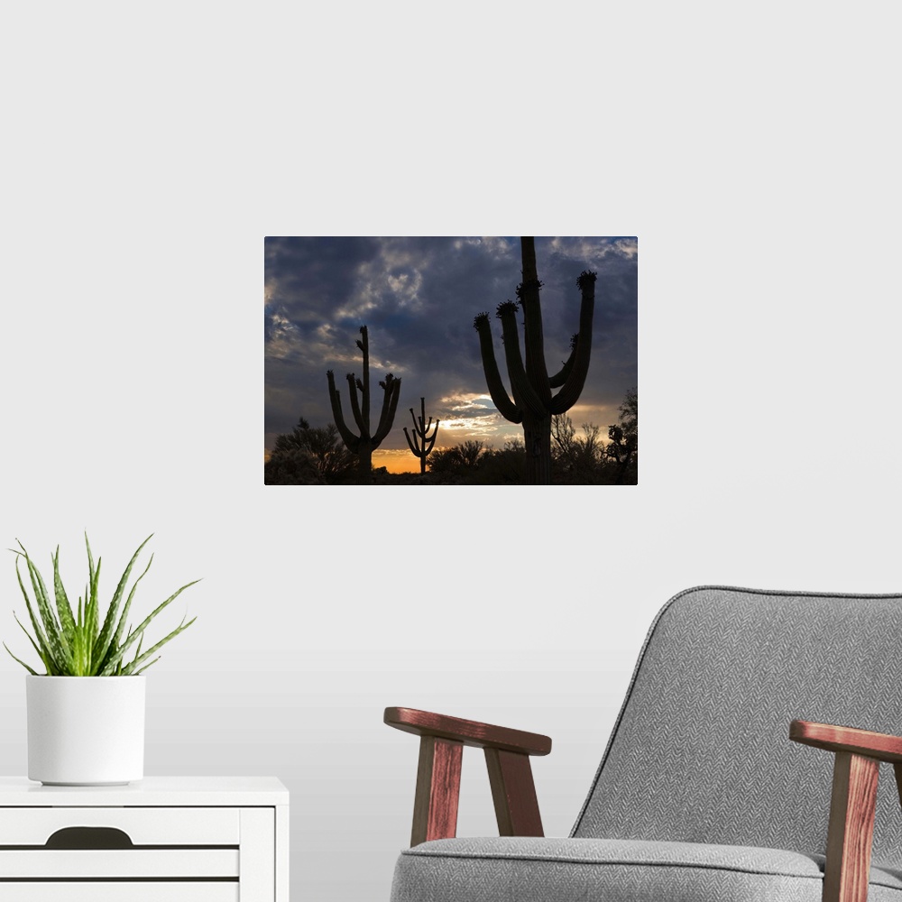 A modern room featuring Saguaro Cactus at dusk, Pima County, Arizona