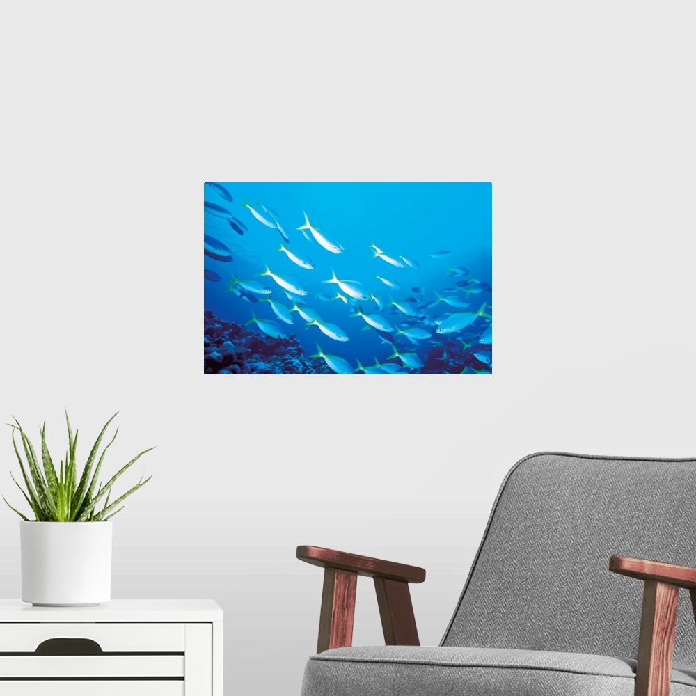A modern room featuring School of fish, underwater