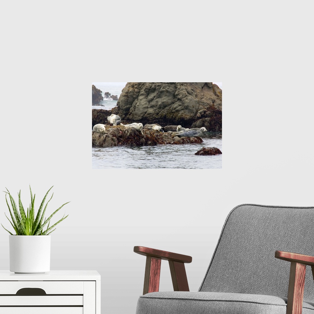A modern room featuring Seals On Rock In Water
