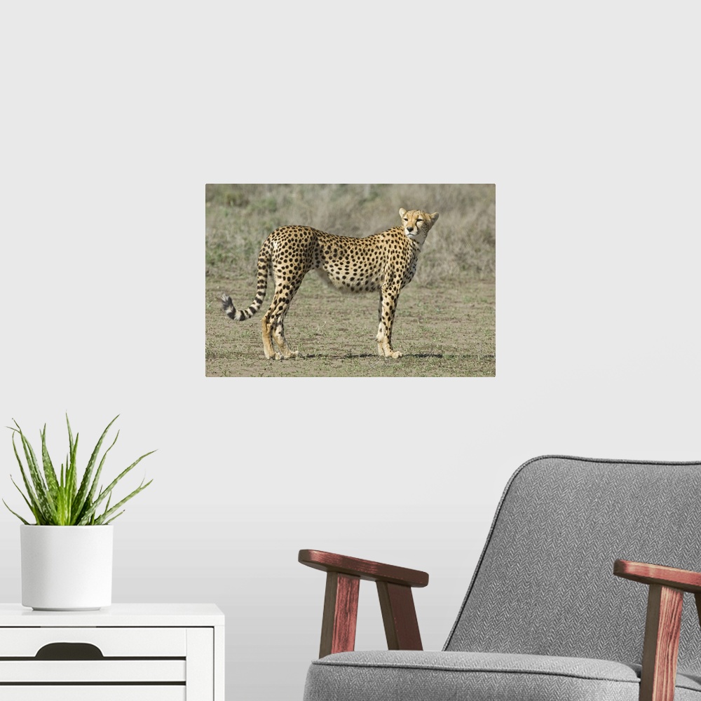 A modern room featuring Side profile of a cheetah, Ngorongoro Conservation Area, Arusha Region, Tanzania (Acinonyx jubatus)