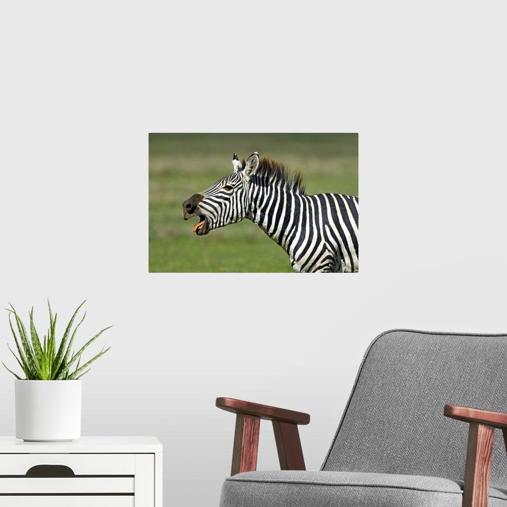 A modern room featuring Side profile of a zebra braying, Ngorongoro Conservation Area, Arusha Region, Tanzania (Equus bur...