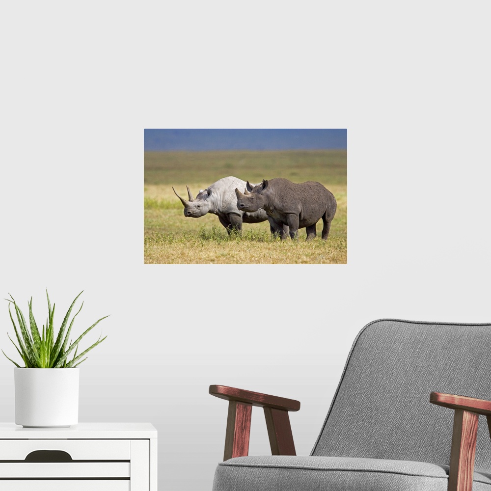 A modern room featuring Side profile of two Black rhinoceroses standing in a field, Ngorongoro Crater, Ngorongoro Conserv...