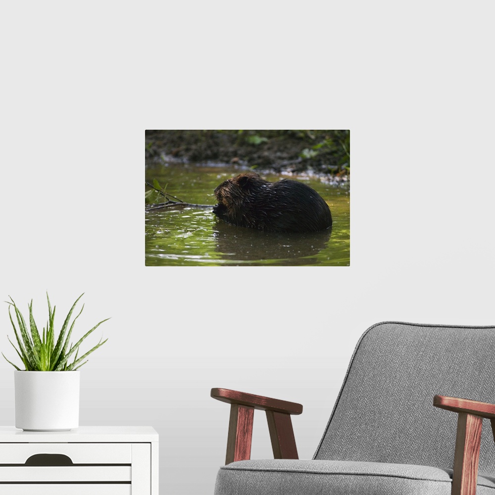 A modern room featuring Side view of american beaver (Castor canadensis) gnawing on branch in pond, North Carolina