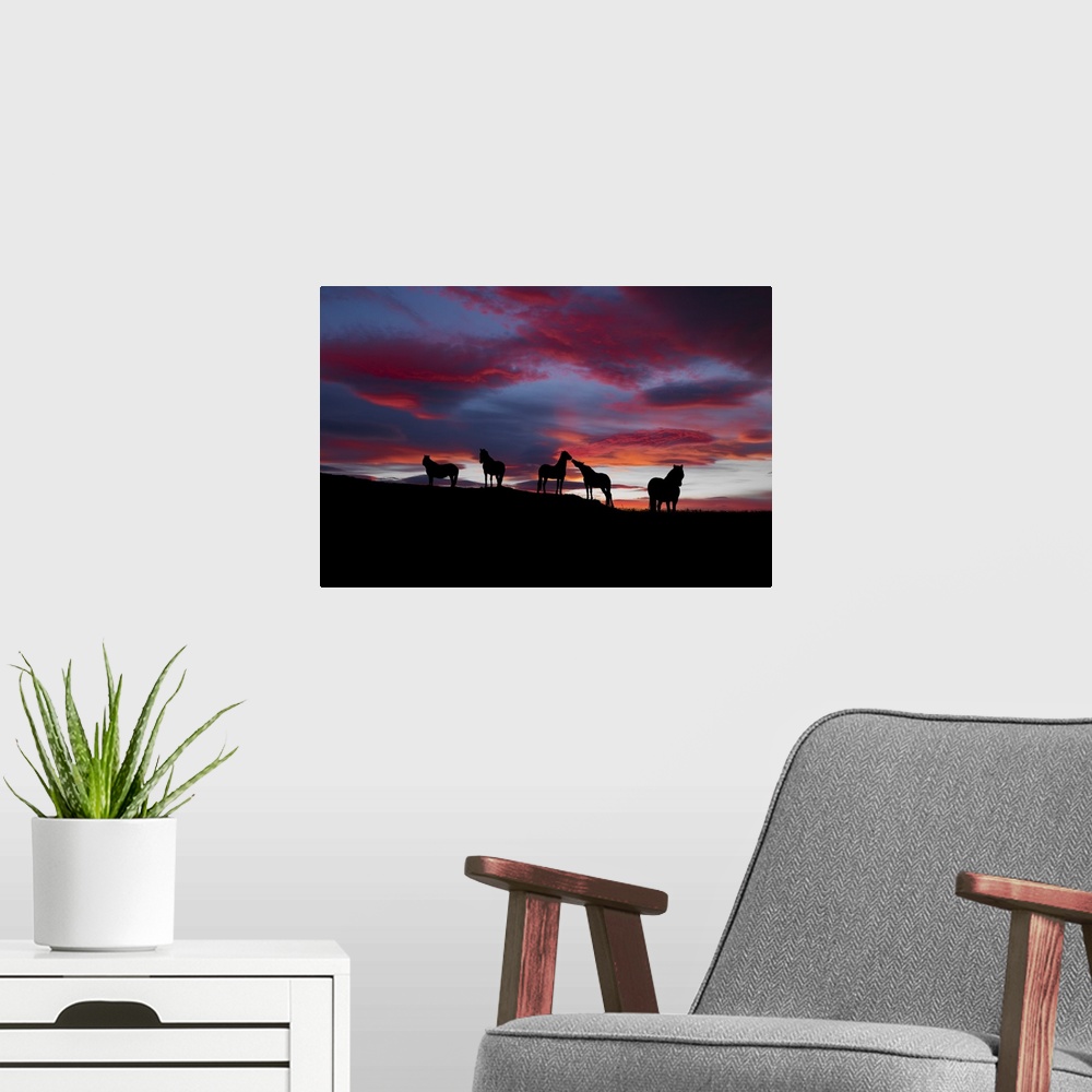 A modern room featuring Five horses stand together on the ridge of a hill at sunset in this landscape photograph.