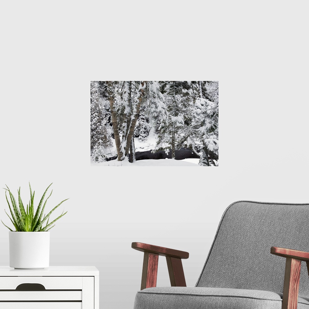 A modern room featuring Snow-covered trees along Cascade River, Cascade River State Park, Minnesota
