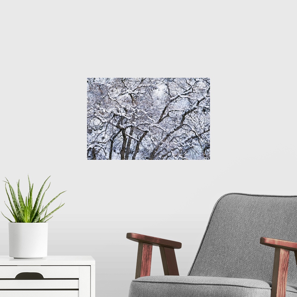 A modern room featuring Snow On Cottonwood Trees