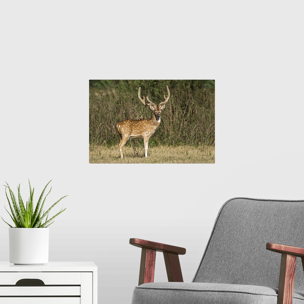 A modern room featuring Spotted deer Axis axis in a forest Keoladeo National Park Rajasthan India