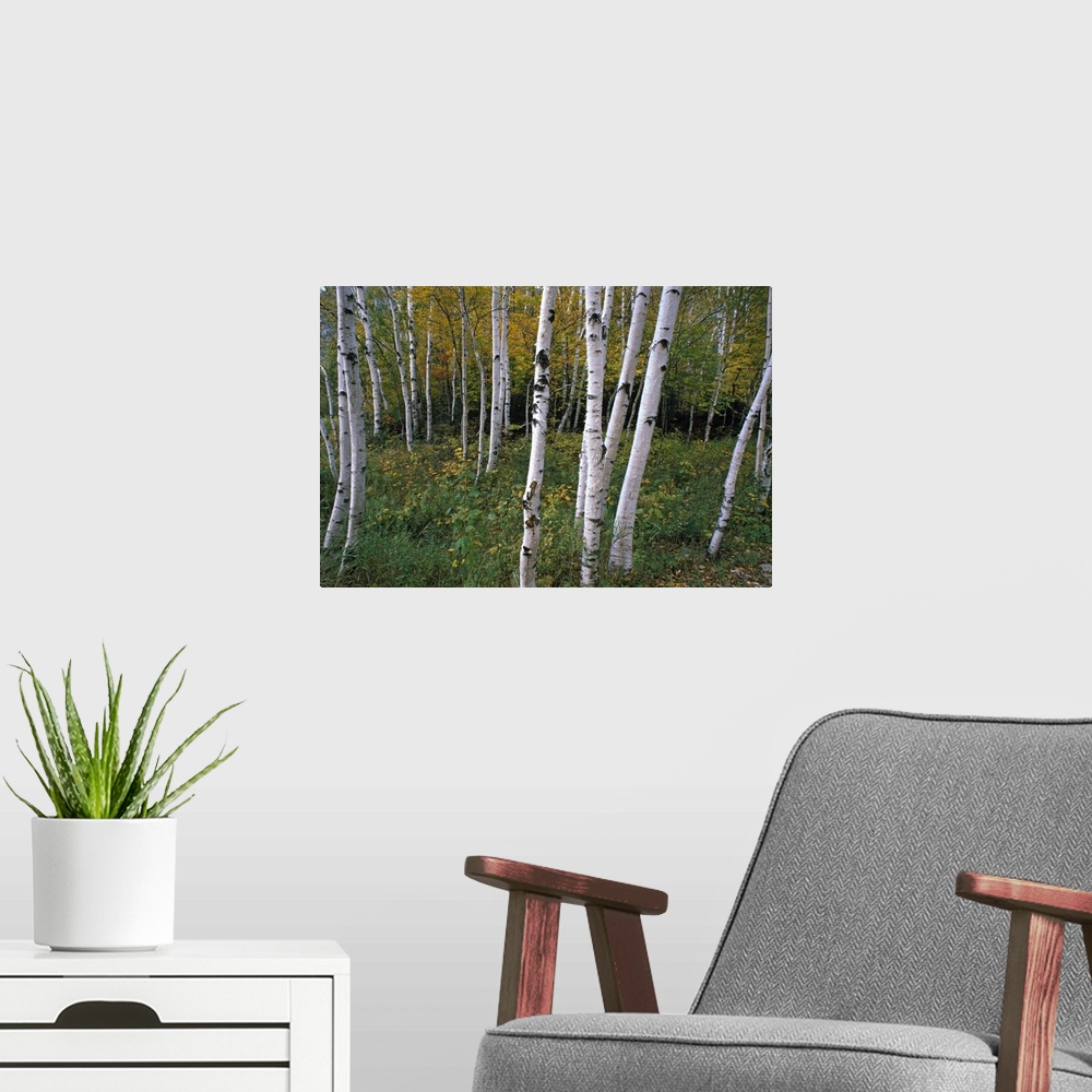 A modern room featuring Wall docor of thin tree trunks in a forest with undergrowth and fall foliage in the background.