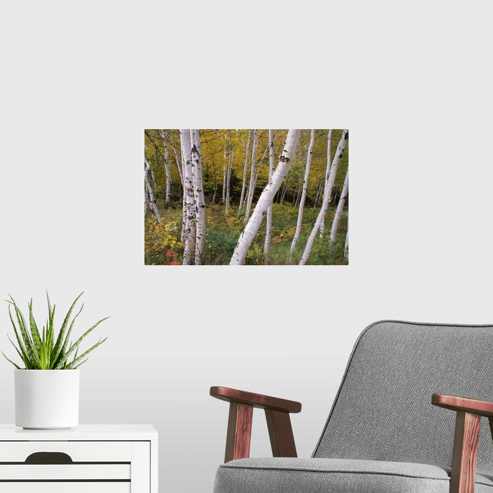 A modern room featuring Decorative artwork of a thick forest with numerous birch tree trunks scattered throughout the pic...