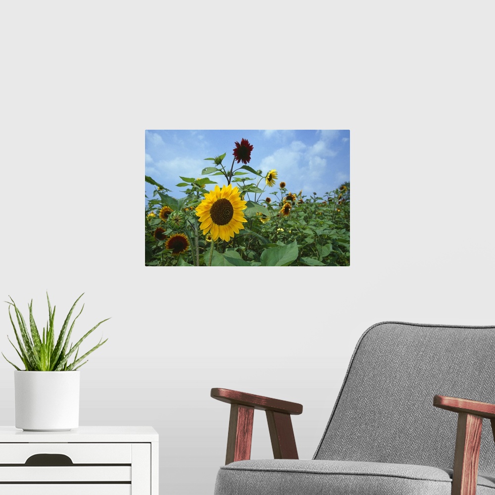 A modern room featuring Sunflowers (Helianthus annuus) blooming in field, New York