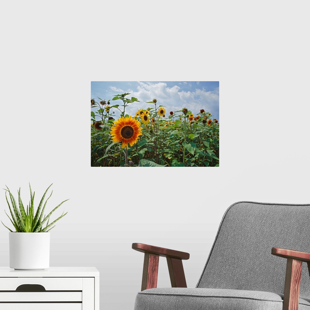 A modern room featuring Sunflowers (Helianthus annuus) blooming in field, New York