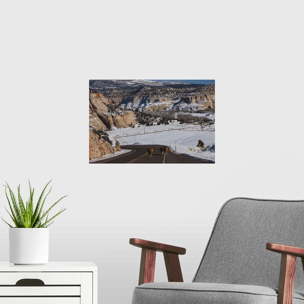 A modern room featuring USA, Utah, Boulder, cow welcoming comittee, Rt.12, winter
