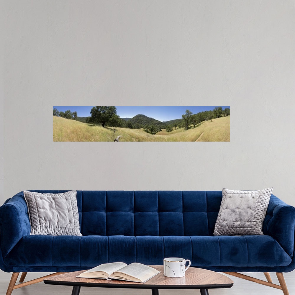 A modern room featuring Trees on a landscape, Henry W. Coe State Park, California