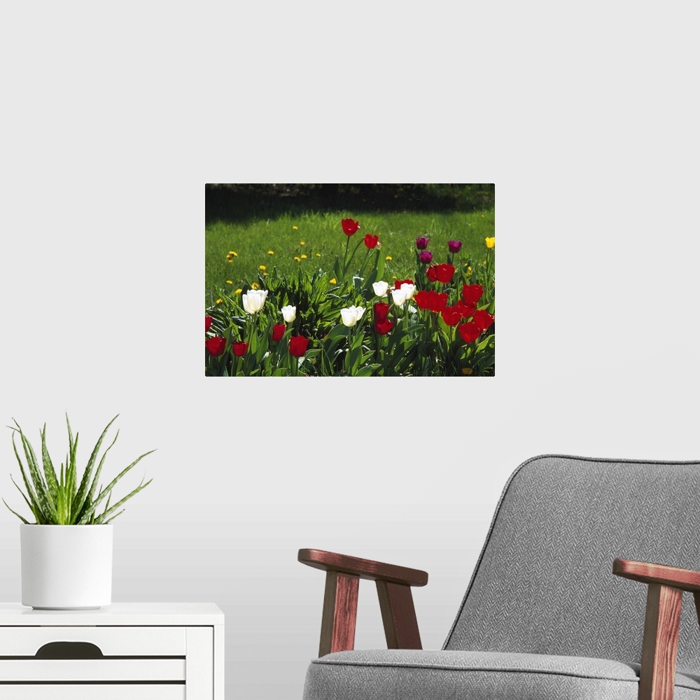 A modern room featuring Tulip flowers blooming in grass, New York