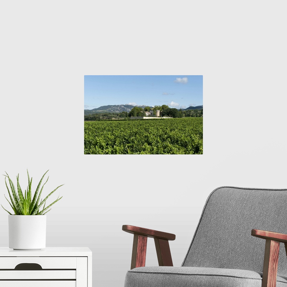 A modern room featuring Vine crop in a field, Carpentras, Vaucluse, Provence-Alpes-Cote d'Azur, France