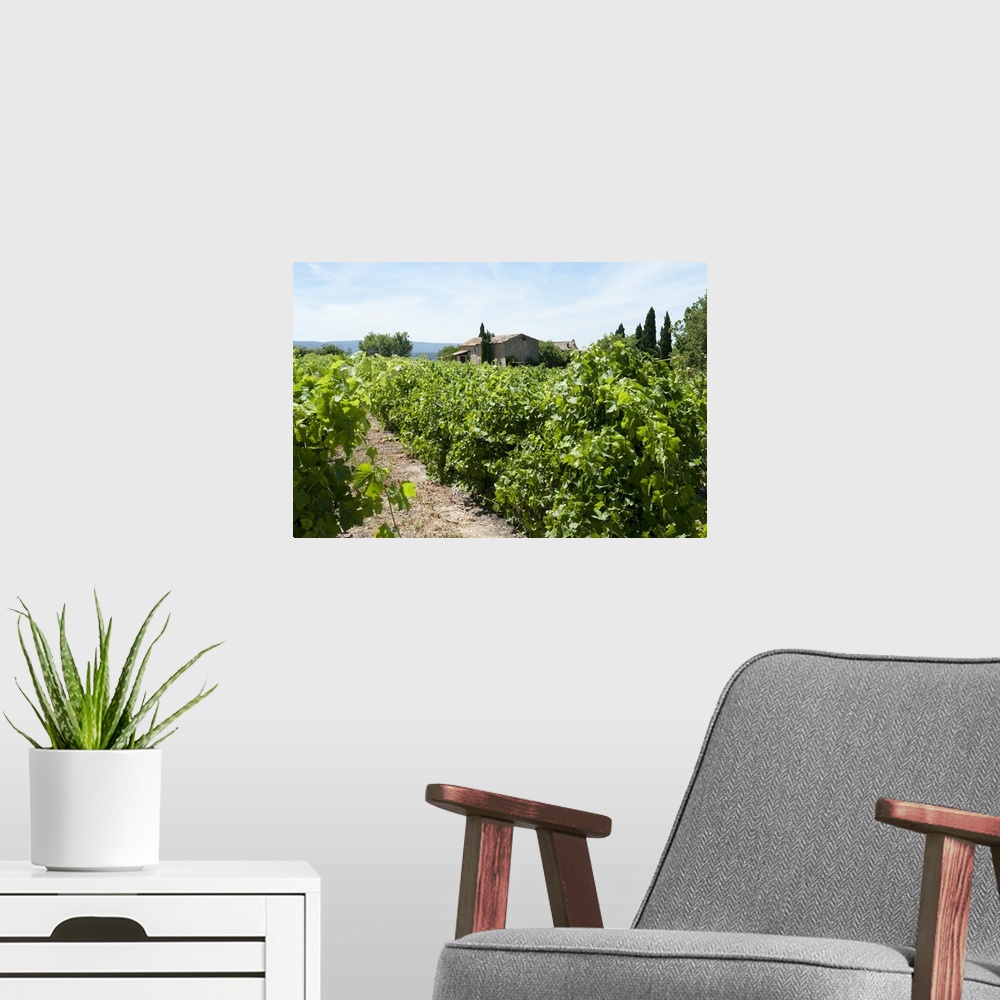 A modern room featuring Vineyard, Luberon, Vaucluse, Provence-Alpes-Cote d'Azur, France