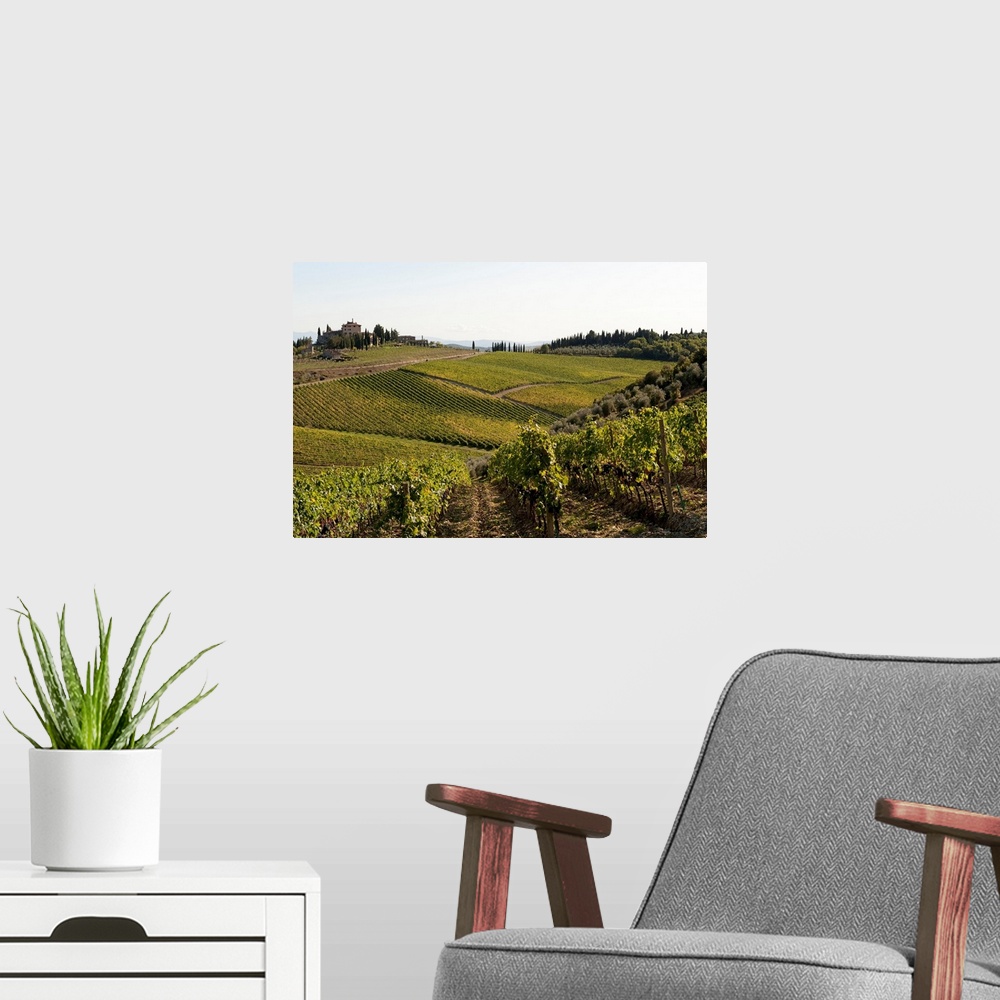 A modern room featuring Vineyard, Route 429, Chianti Region, Tuscany, Italy