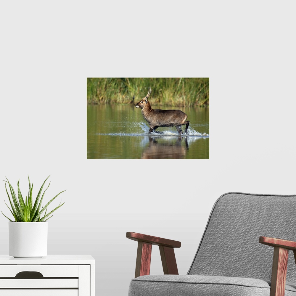 A modern room featuring Waterbuck running in water